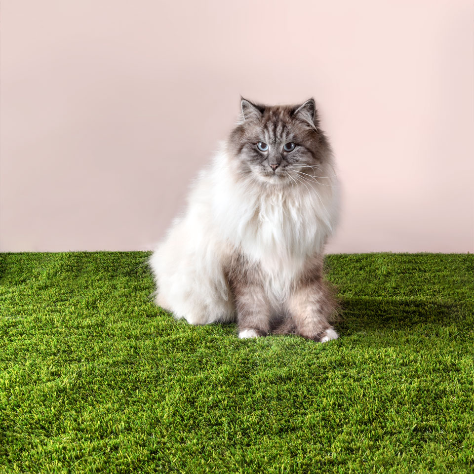 Cat sat on artificial grass