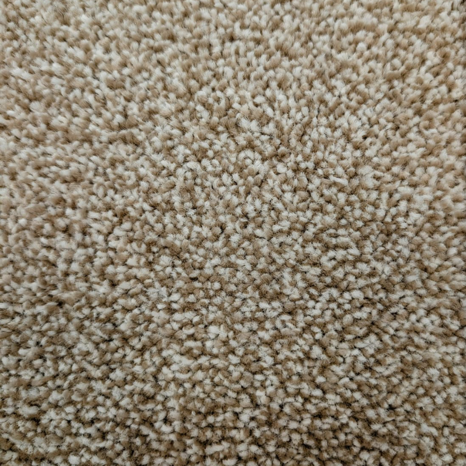 Brisbane saxony carpet in 72